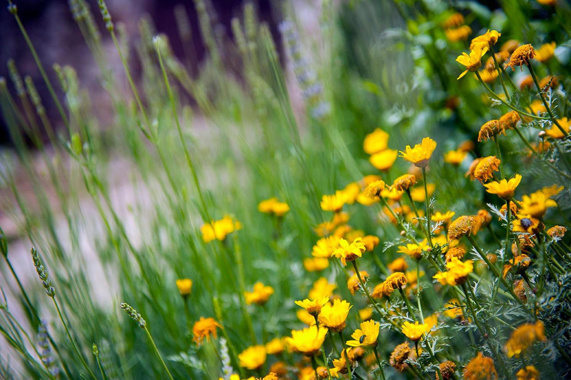 Dalmatian Garden - Free Parking - City Centre ชิเบนิก ภายนอก รูปภาพ